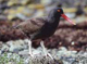 black oystercatcher